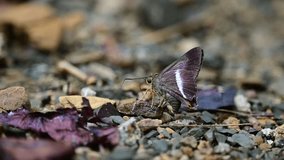 Orange-tailed Awl (Bibasis sena) butterflies  suck mineral on ground closeup