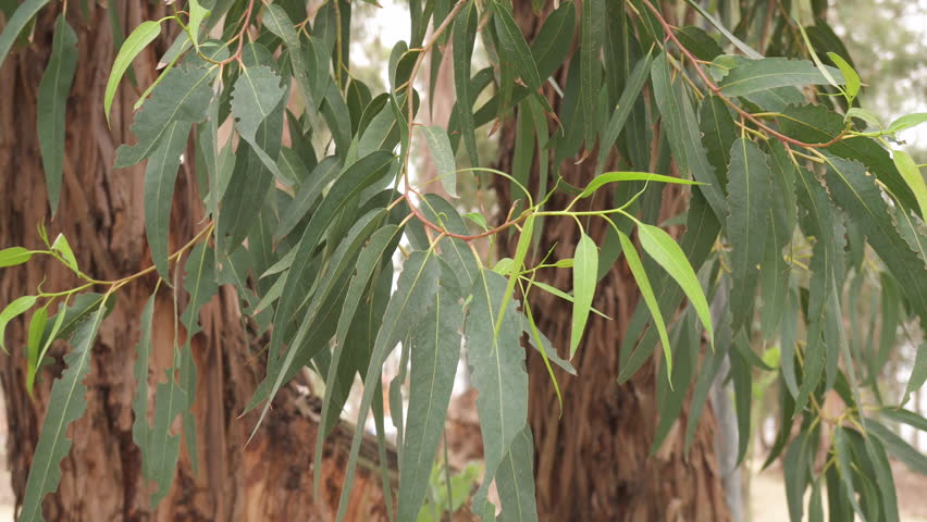 Eucalyptus tree with eucalyptus leaves at daytime. Royalty-Free Stock Footage #1105778989