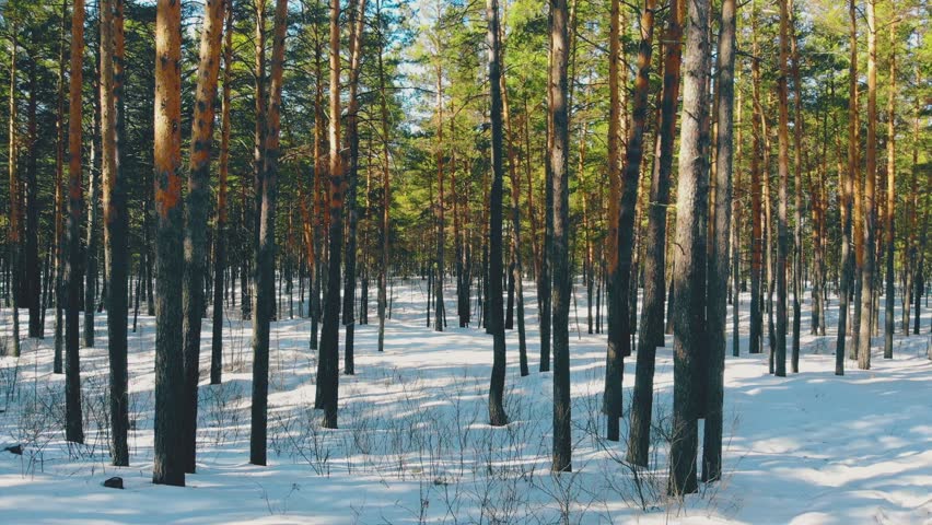 beautiful spring pine tree forest lit by bright warm morning sunshine and ground covered with white melting snow Royalty-Free Stock Footage #1105783711