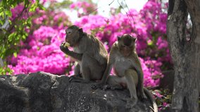 
Thailand Monkeys Full HD Slow motion