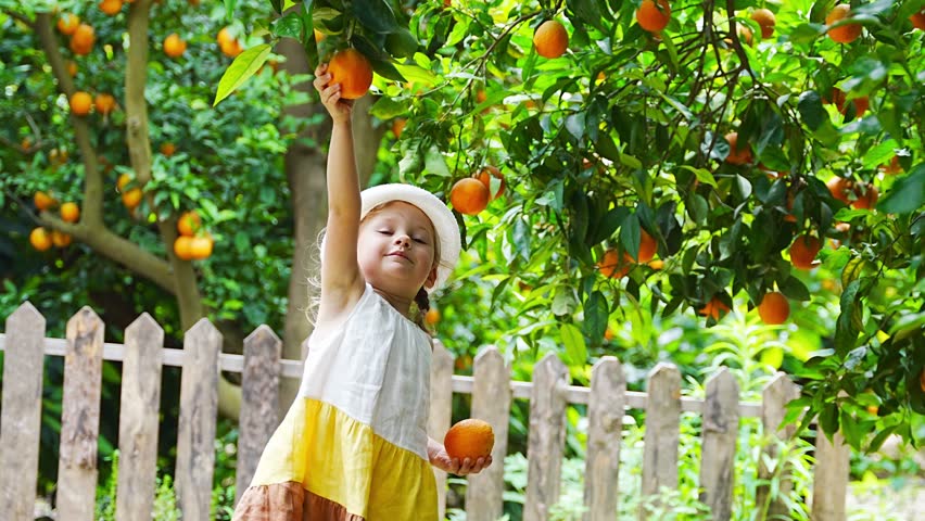 Little girl picking fresh ripe oranges in sunny orange tree garden in Turkey. High quality 4k footage