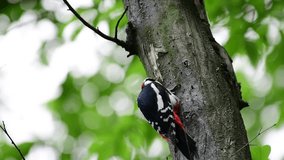 A spotted woodpecker breaks through the wood of a dried tree in search of beetle larvae for food, 4k video slow motion