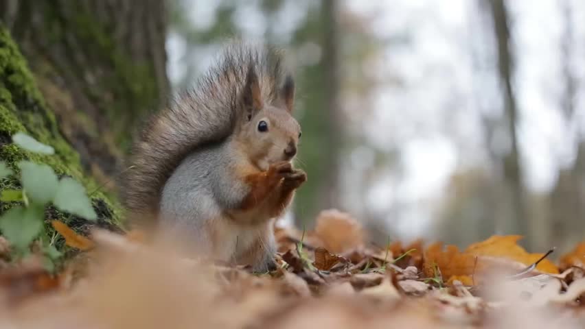 A cute squirrel is chewing a nut. Squirrel eats nuts in the autumn forest close-up. Animal, wild, cute, rodent, nature, forest, walnut, stump, blurred background. Royalty-Free Stock Footage #1105791061
