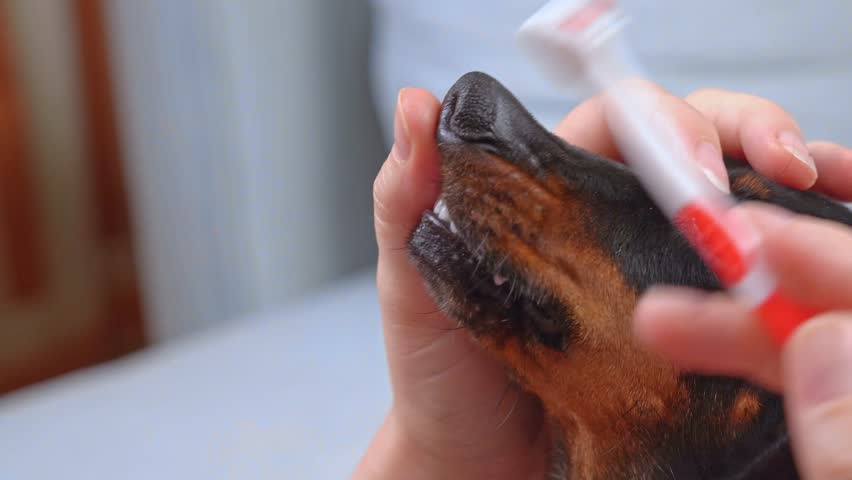 Owner hand thoroughly cleans dog teeth, holds mouth. Teaching a puppy to oral hygiene, toothbrush. Daily cleansing of plaque from the fangs of a pet, home hygiene care. Dentistry, veterinary clinic Royalty-Free Stock Footage #1105797101