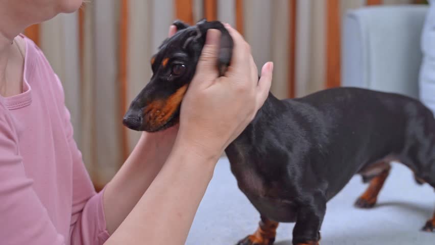 Female hands massage ears of small dog sitting on sofa in apartment, puppy obediently stands, shakes its head. Owner presses with his fingers, distributes drops from otitis media, otodecosis. Pet care Royalty-Free Stock Footage #1105797111