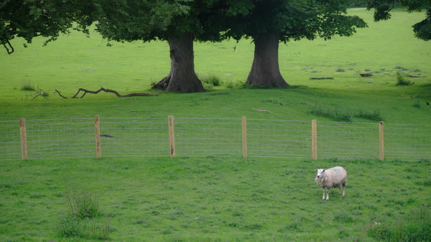 Single sheep standing alone in green pasture with wooden wire fence and two trees in the distance, on a farm, in the morning, near Conwy, Wales