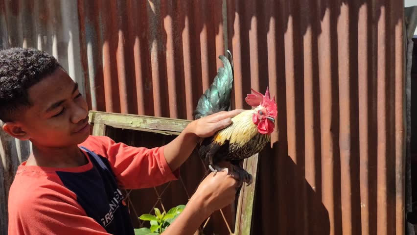 A teenage boy and his pet chicken.  The chicken is docile sitting on the boy