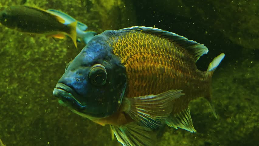 An  orange cichlid fish swimming slowly. | Shutterstock HD Video #1105807553