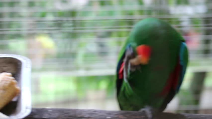Bayan Birds, which has the scientific name Eclectus roratus or also known as the Moluccan eclectus, is a parrot native to the Maluku Islands. The male having a mostly bright emerald green plumage and 