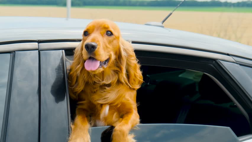 Dog Red English Cocker Spaniel leaned out of the car window during a stop. Royalty-Free Stock Footage #1105809047