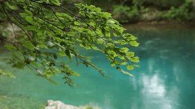 tree branch with green leaves over a mountain lake with blue water. sunny day. summer travel. hiking in Montenegro.