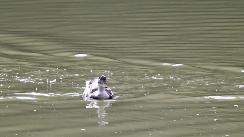 a large spotted duck floating on the water has risen on its hind flippers and flaps its wings while sitting in the water. A beautiful wild duck in a park on a pond is trying to take off.