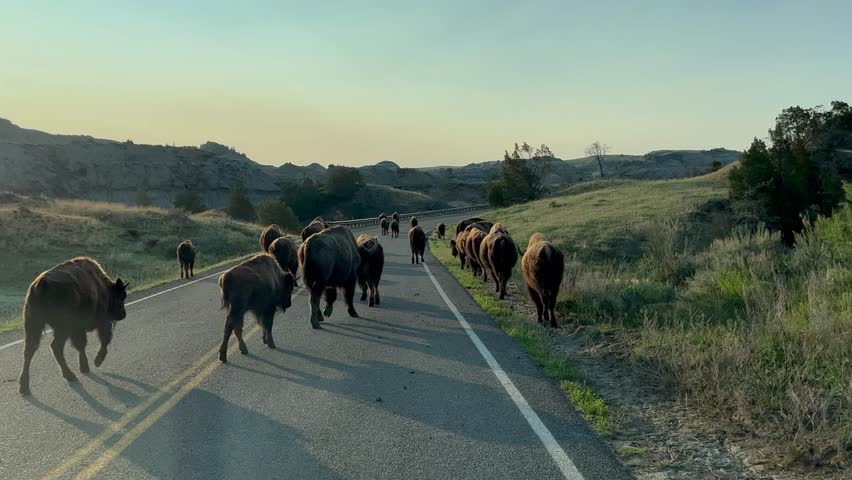 Driving through the badlands hills and mountains with Wild Bison in the road in Theodore Roosevelt National Park in North Dakota.