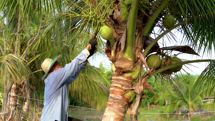 Slow motion Asian farmer is picking up small and short coconuts using cutting knife , whose fragrant water and soft flesh are perfect to sell as a beverage or called coconut with a flagrant juice. Royalty-Free Stock Footage #1105814985