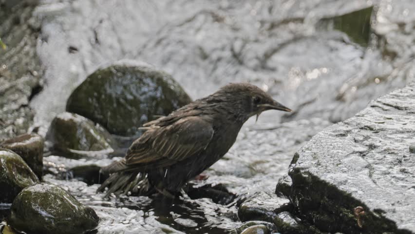 4K a Small Bird Taking a Bath in a Stream