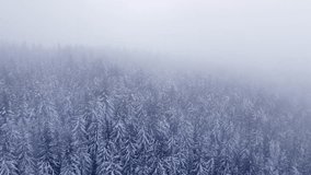 Aerial shot of a snowy spruce and pine forest shrouded in a thick frosty mist. Ice and white wild nature during morning light. Beskydy mountains, Czech Republic. 4k video