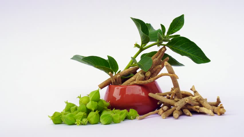 Ashwagandha Dry Root Medicinal Herb with Fresh Leaves, also known as Withania Somnifera, Ashwagandha, Indian Ginseng, Poison Gooseberry, or Winter Cherry.