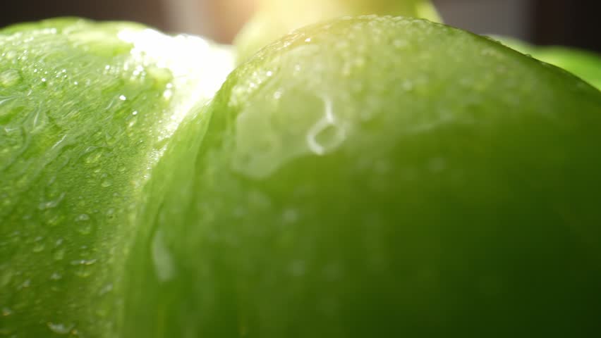 In a mesmerizing macro video, green bell peppers glisten with droplets of water. The probe lens captures every intricate detail, showcasing nature's beauty in a vibrant and refreshing display.
