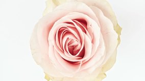 Beautiful pink rose rotating on white background. Macro shot, closeup. Blooming pink rose flower open. Holiday backdrop, Valentine's Day concept.