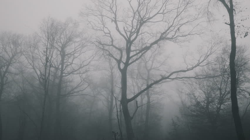 Panoramic view from below, mysterious forest in fog with tall trees, autumn after falling leaves, in Transylvania, Romania