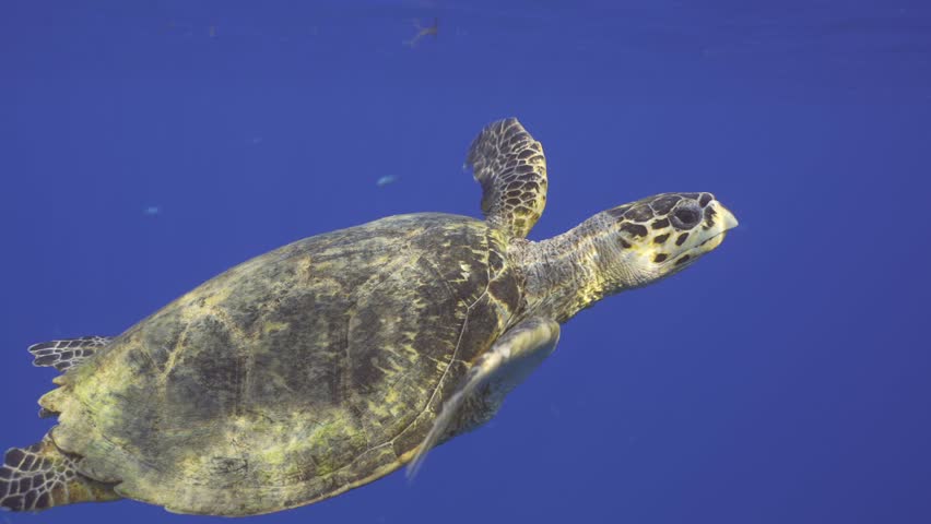 Slow motion, Sea Turtle swim in the blue water on suny day. Close-up of Hawksbill Sea Turtle or Bissa (Eretmochelys imbricata) slowly swims in the blue sea, Slow motion, Follow shot Royalty-Free Stock Footage #1105827891