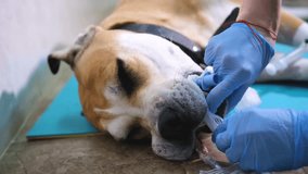 The veterinary surgeon places the endotracheal tube into the dog before the operation. - Powered by Shutterstock - Get 15% off with code: PIKWIZARD15