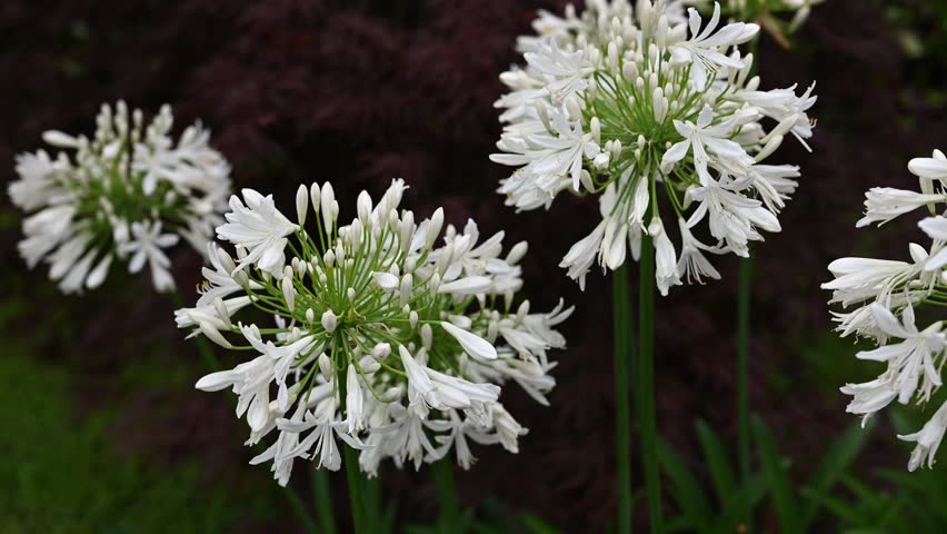 Agapanthus white flowers in the garden. Lily African lily flowering plants. Clusters of fragrant perennial flowers. Agapanthus Blue Lily is a stunning perennial evergreen Royalty-Free Stock Footage #1105831011