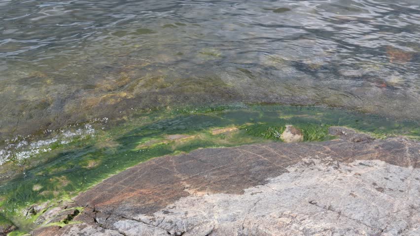 Small waves at a cliff. Green seagrass. Mälaren lake, Sweden.
