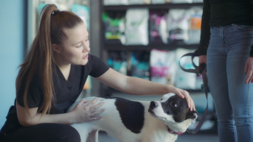 A vet nurse petting a dog in the vet clinic reception office. Slow motion. Royalty-Free Stock Footage #1105836141