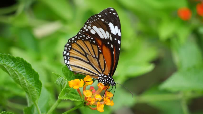 A butterfly and dragonfly on flowers, including a close-up of a monarch butterfly