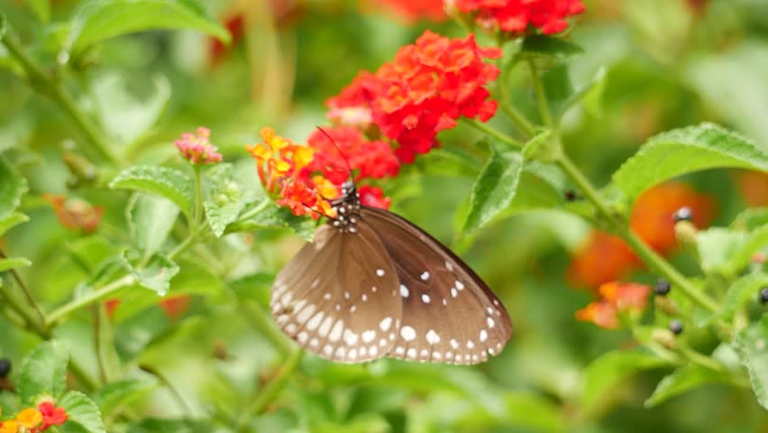 A butterfly rests on a flower in the garden, flying above it