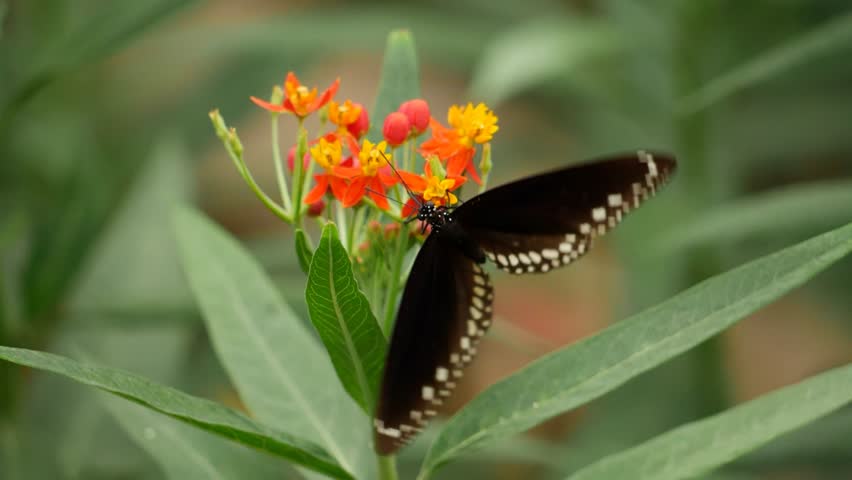A butterfly rests on a flower in the butterfly house at the zoo