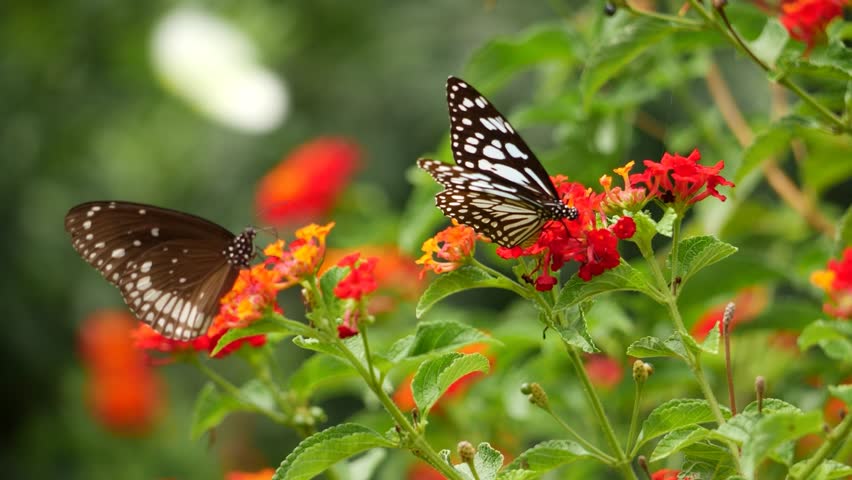 There are two butterflies on a flower in the garden. Another butterfly is in the butterfly house at the San Antonio Botanical Garden
