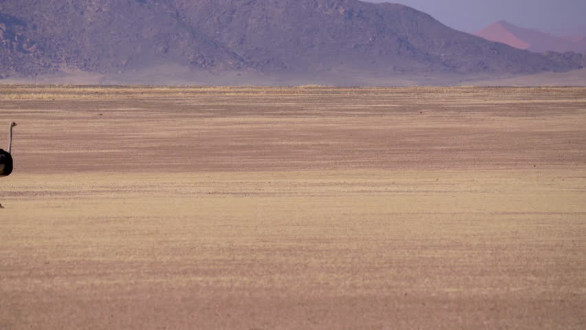 Ostrich running in the Namib desert near Sossusvlei in Namibia in Africa.
 Royalty-Free Stock Footage #1105844139