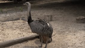 Young ostrich walks in a paddock at an eco farm on a sunny summer day. One big bird walking at the zoo. Farmer breeding and keeping of ostriches - ecological poultry farming. Video footage in 4K 25FPS