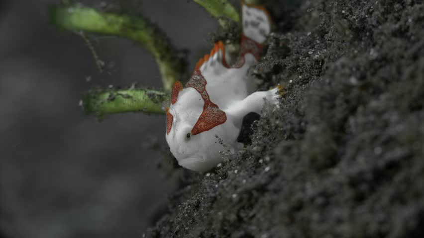 White-red fish sits on a black bottom of a tropical sea next to green algae.
Warty Frogfish (Antennarius maculatus) 11 cm. Often with red margins on fins and saddle in front of dorsal fin.