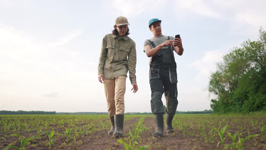 agriculture corn. two farmers walk work in a field with corn. agriculture business farm concept. a group of farmers examining corn sprouts in an agricultural lifestyle field Royalty-Free Stock Footage #1105850603