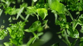 Super slow motion of rotating fresh herbs on black background. Ultimate perspective and motion. Filmed on high speed cinema camera, 1000 fps. Camera placed on high speed cine bot, following the target - Powered by Shutterstock - Get 15% off with code: PIKWIZARD15
