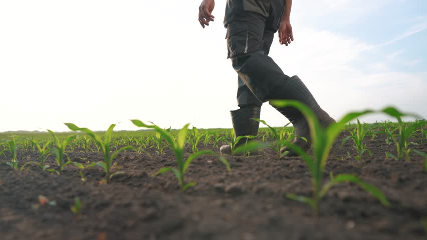 agriculture. man farmer in rubber boots walks along corn sprouts green field. agriculture business concept. farmer worker goes home after harvesting lifestyle end across a field of corn Royalty-Free Stock Footage #1105853305
