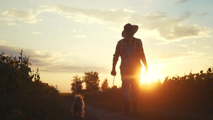 farmer silhouette. male farmer walk along a road among a field of sunflowers. farm agriculture business sun concept. man farmer working in a field of sunflowers. senior agriculture agronomist Royalty-Free Stock Footage #1105853365