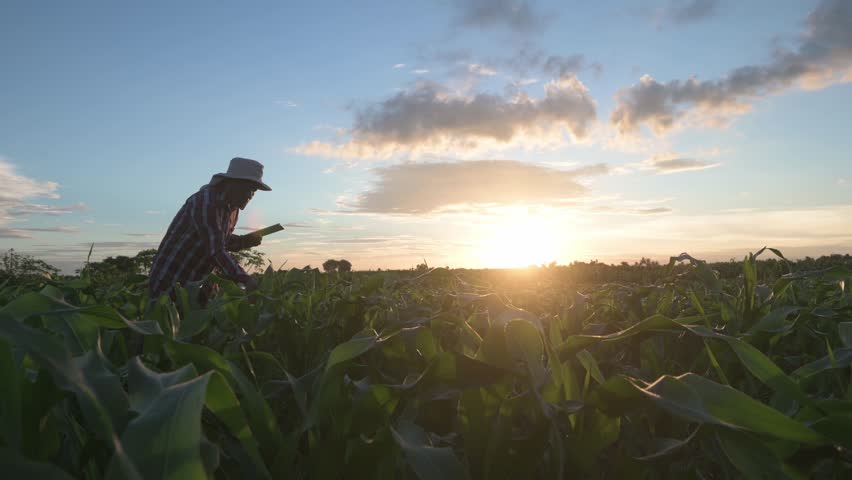 Agriculturist utilize the core data network in the Internet from the mobile to validate, test, and select the new crop method. Young farmers and tobacco farming Royalty-Free Stock Footage #1105856579