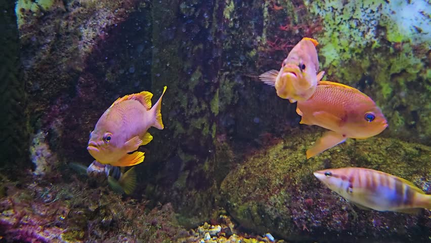 Two orange cichlid fish with large fins swimming around. | Shutterstock HD Video #1105858443