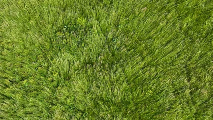 Waves of wind rolling through fields of grass. Cinematic drone flight Royalty-Free Stock Footage #1105858717