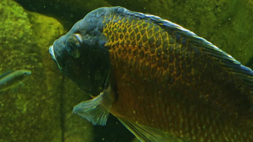 A Close up of a cichlid fish slowly swimming by. | Shutterstock HD Video #1105859841