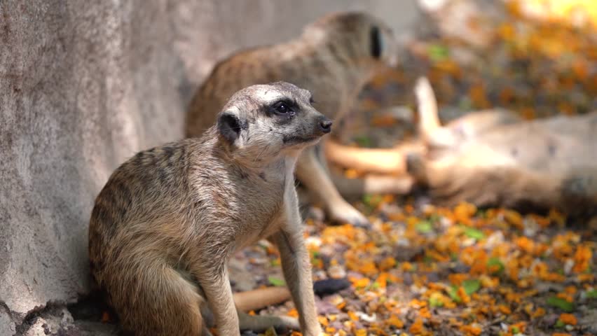 Suricata seated on the ground holding its back against wall thinking of something