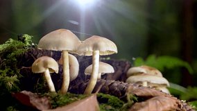 A bunch of mushrooms in the forest in spring in natural ligh A very nice mushroom image in the forest Close up Slow motion
