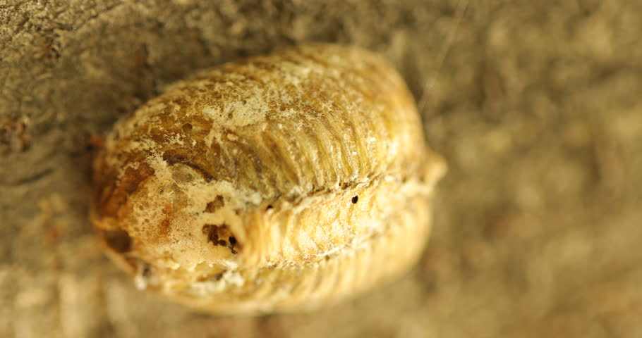 Insect Larva on a Tree
