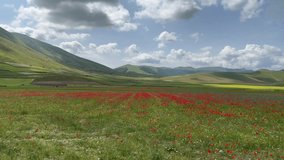 Summer view of Pian Grande with wild flowers in Umbria region Italy