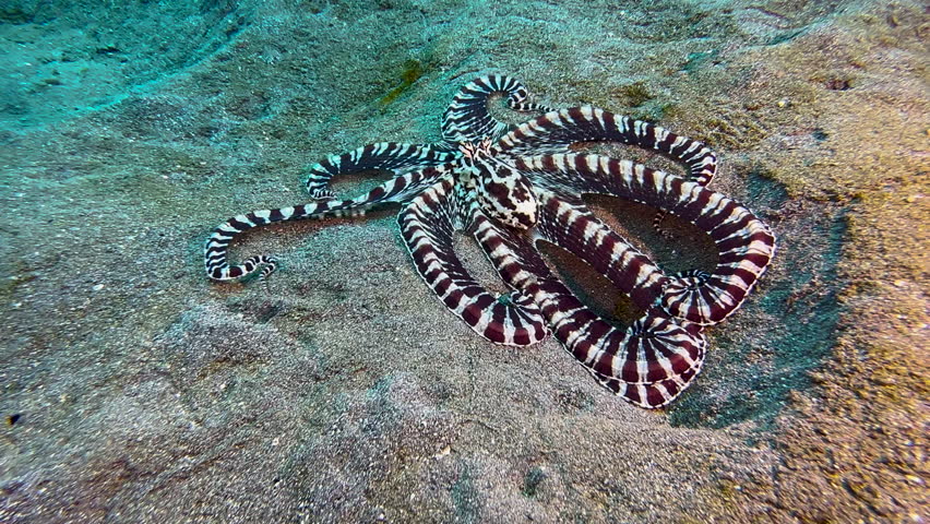 Mimic octopus spreads tentacles and displays white and brown stripes. Then slowly crawls away arranging tentacles in the shape of a flounder