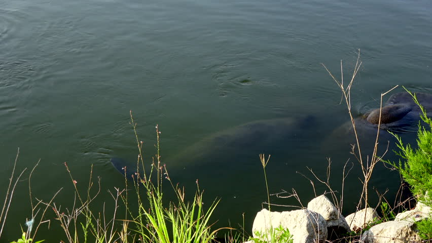 4k day exterior shot of manatee in the water